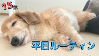 【15歳シニア犬】メリィちゃんののんびりした１日に密着