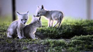 San Joaquin Kit Fox & the D4