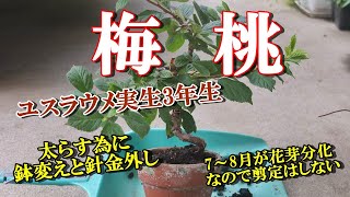 【ユスラウメ盆栽】梅桃 実生3年生 太らす為に鉢変えと針金外し