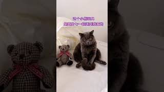 #ShortS 🐈កូនឆ្មាគួរឲ្យស្រលាញ់❤️️💕💓💞❤️️💖