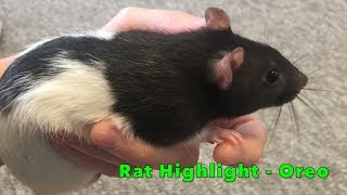 Rat Highlight - Oreo