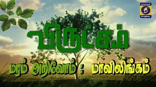 விருட்சம் | மரம் அறிவோம் :  மாவிலிங்கம்  | 15  - 04 - 2019