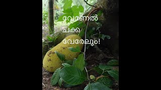 വേണേൽ  ചക്ക വേരേലും!