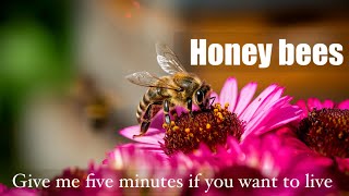 Give me 5 minutes if you want to live | Honey bees