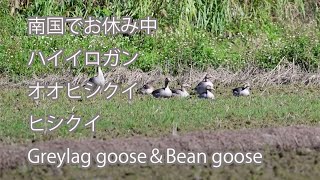 【南国でお休み中】ハイイロガン、オオヒシクイ、ヒシクイ　 Greylag goose＆Bean goose