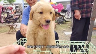 宠物市场350淘一只纯种小金毛#金毛 #金毛幼犬 #萌宠