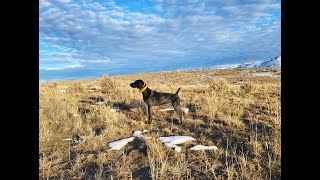 Fastest Limit of Chukar