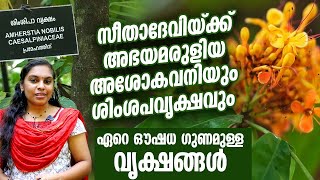 സീതാദേവിയ്ക്ക് അഭയമരുളിയ അശോകവനിയും ശിംശപവൃക്ഷവും .... ഏറെ ഔഷധ ഗുണമുള്ള വൃക്ഷങ്ങൾ |Simsapa tree