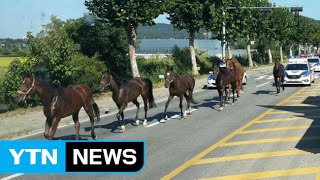 청주 승마장에서 말 9마리 '우르르' 탈출 소동 / YTN