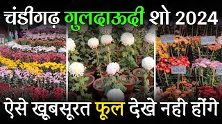 Chrysanthemum Show Chandigarh 2024 | Chandigarh Flower Show | Guldaudi Show Chandigarh