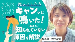 抱っこしたらキャンと鳴く意外と知られていない原因【獣医師の解説】