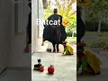 batcat pet funny video shorts