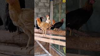 எள்ளு புண்ணாக்கு தின்னா மூளை வளருமா....? 🤣🐔#kozhi koothugal#chicken#yt shorts#tamil#shorts feed#