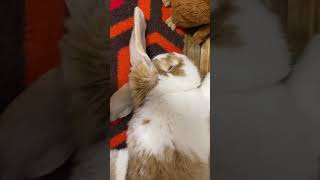 Sauce ears When a rabbit sleeps, the ears become like this [French Lop] #Shorts