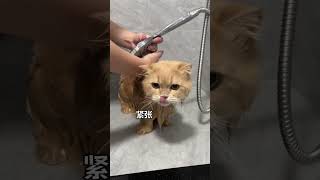 小猪咪洗澡啦! 今天给小猫翻新#这个世界不能没有小猫 #全网最乖的猫 #猫咪洗澡