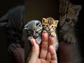 world’s smallest kittens heart melting cuteness alert 🐾😱