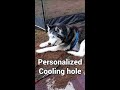 why does my husky love to dig shorts