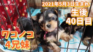 2021年5月3日生まれ・ワコワコの四つ子ちゃん(生後40日目)【ヨークシャーテリア専門犬舎チャオカーネ】