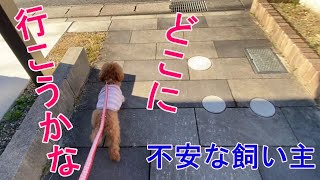 お散歩コースをお任せしてみた【トイプードルのサラ】