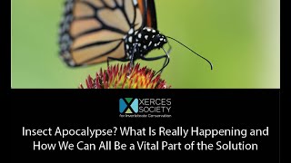 Insect Apocalypse? What Is Really Happening and How We Can All Be a Vital Part of the Solution