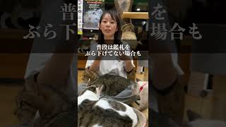 犬と避難所いくときこれ必要② #shorts