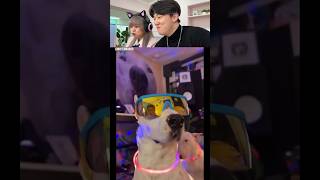 Try Not to Laugh Challenge 467 🤣 @ino-cat  ​⁠#shorts #funny #viral