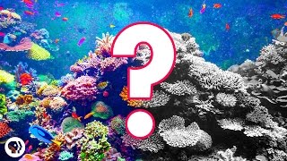 Can Coral Reefs Survive Climate Change?