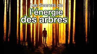 Les Secrets de l’énergie des arbres