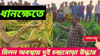 ধানক্ষেতে মিলন অবস্থায় উদ্ধার জোড়া চন্দ্রবোড়া । Russell's Viper Snake l #prakritibandhab