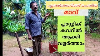 മാവിൻ കൊമ്പ് എയർല്ലയറിങ്ങ് ചെയ്ത് ചെറിയ ഒരു മാവ്  വീട്ടുമുറ്റത്ത് ....