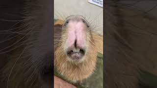 「人」という文字のカピバラの口 #capybara