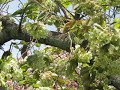 uho in temple in spring. goi kizakura yellow cherry tree in full bloom on april 8 2021.