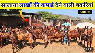 10 बकरी से कितनी कमाई! क्या फीड देना है।। बकरी कहा से खरीदे ।। @how to start goat farming, #bakri