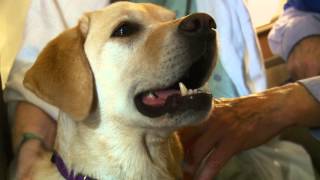 Therapy Dogs at VCU Medical Center