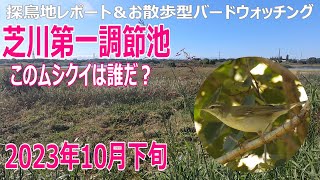 芝川第一調節池(埼玉県)の探鳥地レポートです　ムシクイの見分けは難しい…　2023年10月下旬