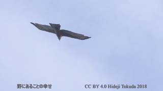 タカの渡り 白樺峠 この日一番のハチクマ 2018年9月19日 野鳥FHD 空屋根FILMS#695