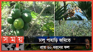 এমন বাগান দেখে উদ্বুদ্ধ হচ্ছে তরুণরা! | Rangamati News | Rangamati Agriculture