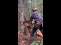 shorts husqvarna 592xp cutting down big cedar tree. logging chainsaw treefelling axe firewood