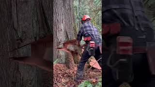 #shorts  Husqvarna 592xp cutting down big Cedar tree. #logging #chainsaw #treefelling #axe #firewood