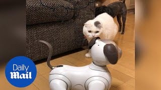 Hilarious moment cat and dog are confused by robot dog - Daily Mail