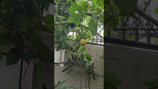 POMELO PICKING #shortsfeed #shortvideo #pomelo #fruits