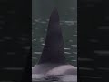 amazing orca highlights northern residents orca ocean killerwhale