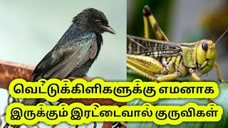 வெட்டுக்கிளிகளுக்கு எமனாக இருக்கும் இரட்டைவால் குருவி | current situation Locust explained.