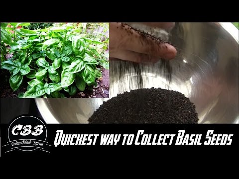 The quickest way to collect Basil Seeds The quickest way to collect Basil Seeds