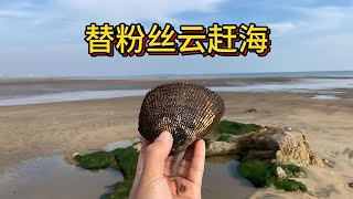 小馬為粉絲云趕海，打撈出兩條超稀有的八爪魚！ #赶海 #海螺岛 #现捞现吃 #海鲜 #大潮赶海