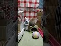 【生活感ただよううさぎ】 うさぎのちょこ作 cute