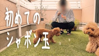 生まれて初めてシャボン玉を見た犬たちはどんな反応をする？