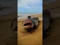 Tubarão Tigre gigante capturado na praia #shorts