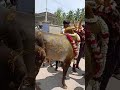 ஒரே மிதி என்ன அடி 🤣 காளைமாடு மிதி jallikattu jallikattukalai funnyvideo animalfunny