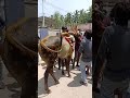 ஒரே மிதி என்ன அடி 🤣 காளைமாடு மிதி jallikattu jallikattukalai funnyvideo animalfunny